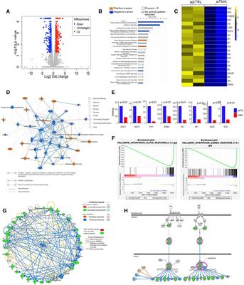 TNIK regulation of interferon signaling and endothelial cell response to virus infection